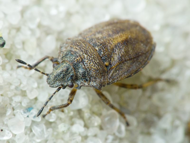 Podops (Podops) inunctus (Fabricius, 1775)